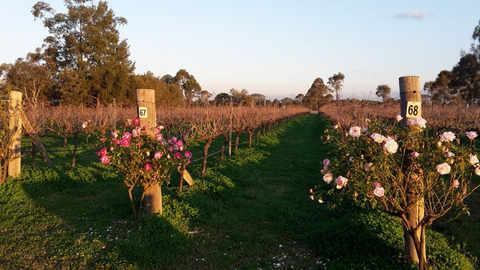Emma’s Cottage Vineyard - Tourism Guide 1