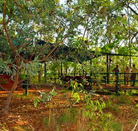 Arnhemland Barramundi Nature Lodge - Tourism Guide