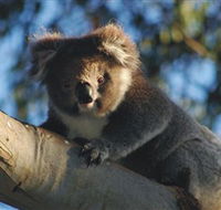 Bimbi Park Camping Under Koalas - Tourism Guide