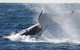 Whale Watching Sydney - thumb 0