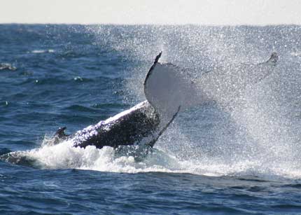 Whale Watching Sydney - Tourism Guide 0
