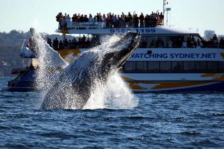 Whale Watching Sydney - Tourism Guide 1