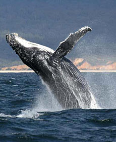 Whale Watching Sydney - Tourism Guide 2