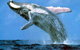 Whale Watching Sydney - thumb 3