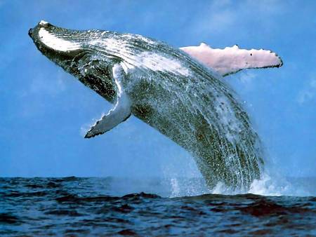 Whale Watching Sydney - Tourism Guide 3