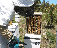 The House of Honey - Tourism Guide