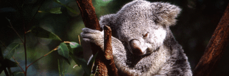 Koala And River Cruise By Mirimar Cruises - Tourism Guide 0