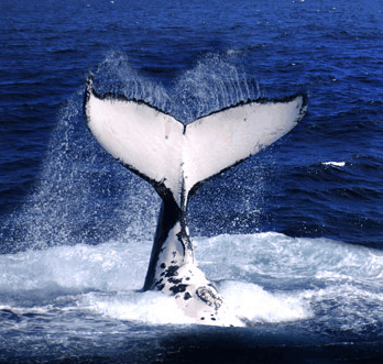 Brisbane Whale Watching - Tourism Guide
