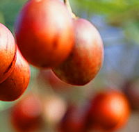 Tropical Fruit World - Tourism Guide