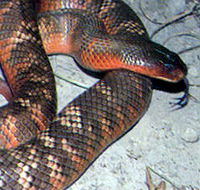 Armadale Reptile  Wildlife Centre - Tourism Guide