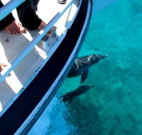 Pelican Charters - Tourism Guide