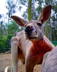 Birdland Animal Park - Tourism Guide 3