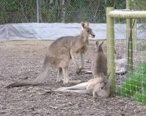 Jirrahlinga Koala & Wildlife Sanctuary - Travel Agents 0