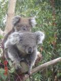 Jirrahlinga Koala & Wildlife Sanctuary - Travel Agents 1