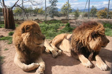 Mansfield Zoo - Tourism Guide 0