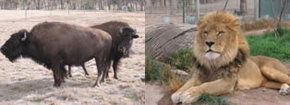 Mansfield Zoo - Tourism Guide 3