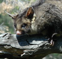 Moonlit Sanctuary Wildlife Conservation Park - Tourism Guide