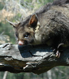 Moonlit Sanctuary Wildlife Conservation Park - Travel Agents 0