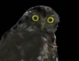 Moonlit Sanctuary Wildlife Conservation Park - Travel Agents 1