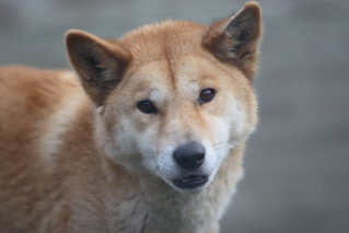 Moonlit Sanctuary Wildlife Conservation Park - Travel Agents 3