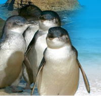 Phillip Island Penguin Parade - Tourism Guide