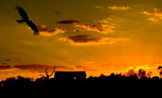 Werribee Open Range Zoo - Cruises Travel 1