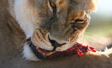 Werribee Open Range Zoo - Cruises Travel 2