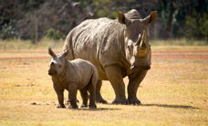 Werribee Open Range Zoo - Cruises Travel 3