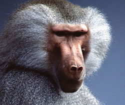 Alma Park Zoo - Cruises Travel 1