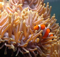 Reef HQ Great Barrier Reef Aquarium - Tourism Guide