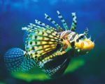 Underwater World - Cruises Travel 0