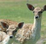 Marapana Wildlife Park - Tourism Guide
