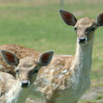 Marapana Wildlife Park - Travel Agents 0