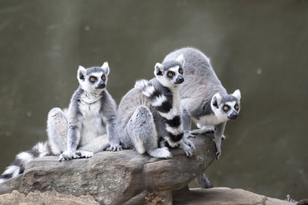 Adelaide Zoo - Tourism Guide 0