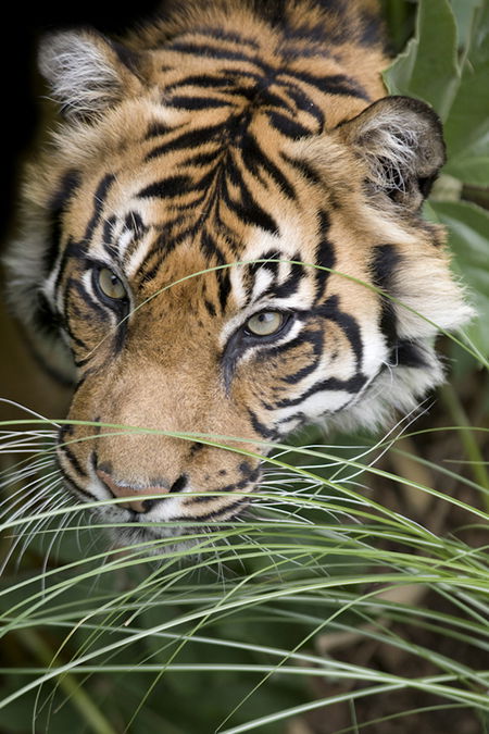 Adelaide Zoo - Tourism Guide 1