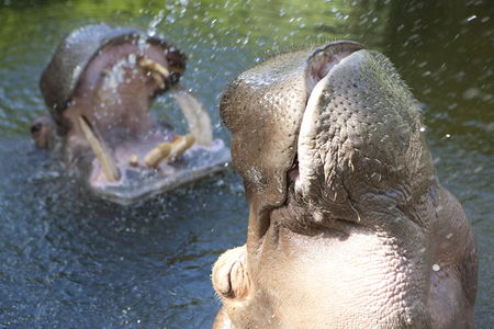 Adelaide Zoo - Tourism Guide 2