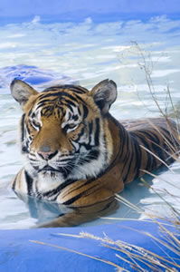 Zoo Doo Wildlife Park - Tourism Guide 0