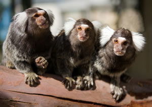 Zoo Doo Wildlife Park - Tourism Guide 1