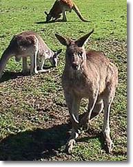 OZe Wildlife - Tourism Guide 1