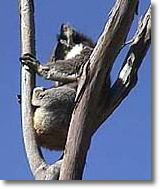 OZe Wildlife - Tourism Guide 2