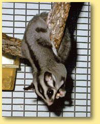 OZe Wildlife - Tourism Guide 3