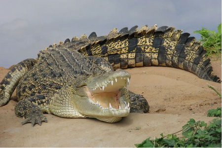 Dundee's Wildlife Park - Tourism Guide 0
