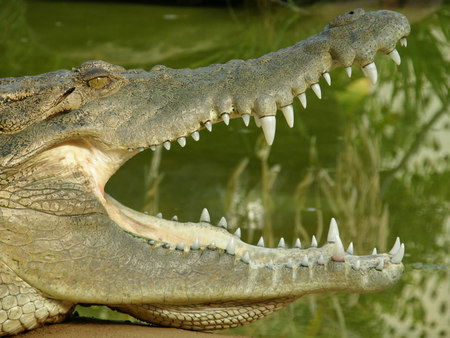 Dundee's Wildlife Park - Tourism Guide 1