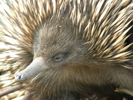 Dundee's Wildlife Park - Tourism Guide 3