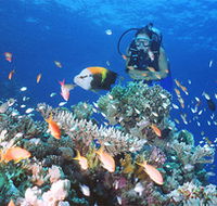 Drop Zone Dive Site - Tourism Guide