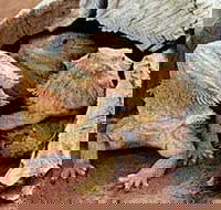 Alice Springs Reptile Centre - Tourism Guide