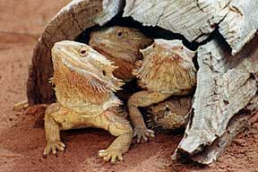 Alice Springs Reptile Centre - Tourism Guide 0