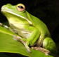 The Rainforest Habitat - Tourism Guide
