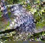 Koala Conservation Centre - Tourism Guide