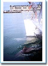 Temptation Sailing - Cruises Travel 1